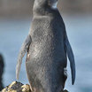 Galapagos Penguin